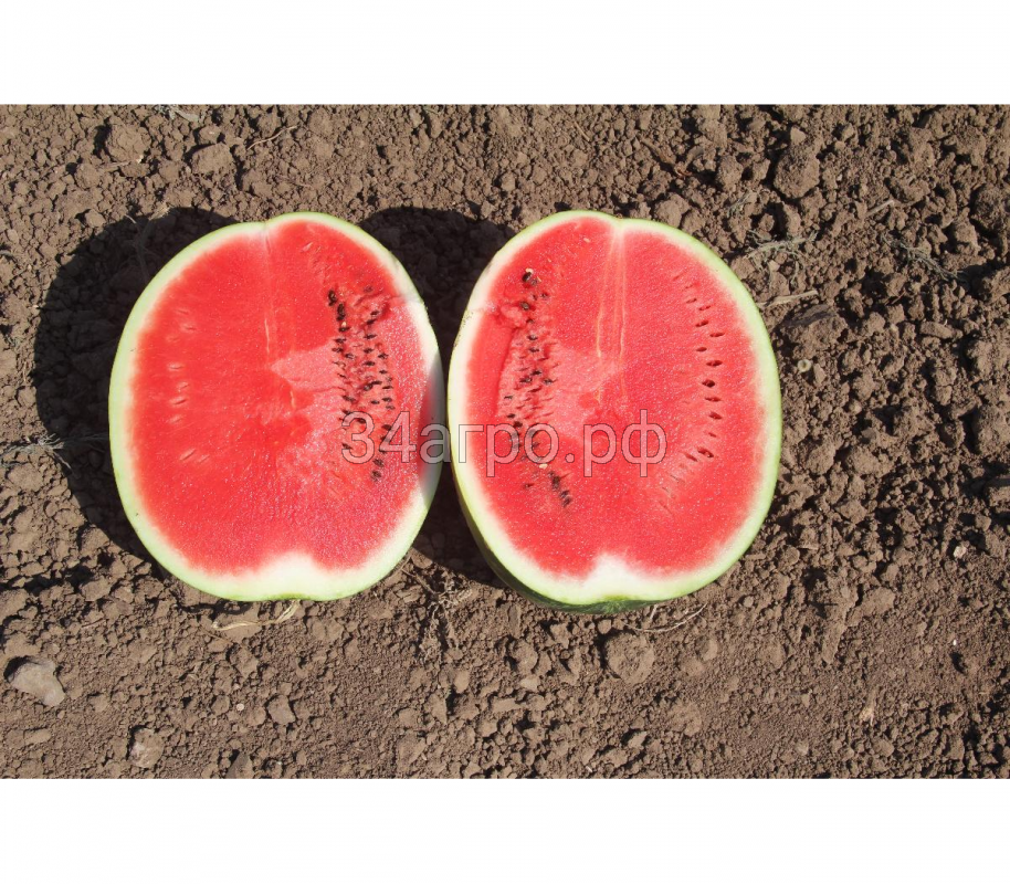 Арбуз Бомба F1 50 семян