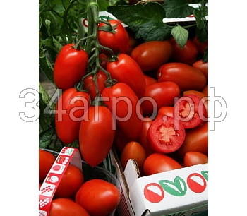 Томат Сэр Элиан F1 25 семян