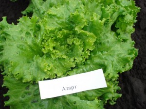 Салат листовой Азарт 500 г