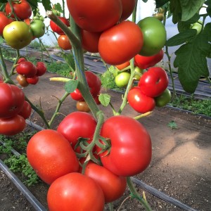 Томат Рестлер F1 1000 семян