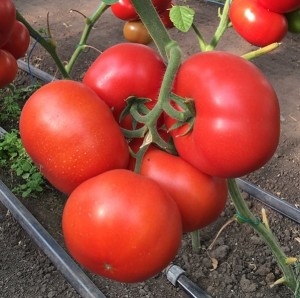 Томат Рестлер F1 50 семян