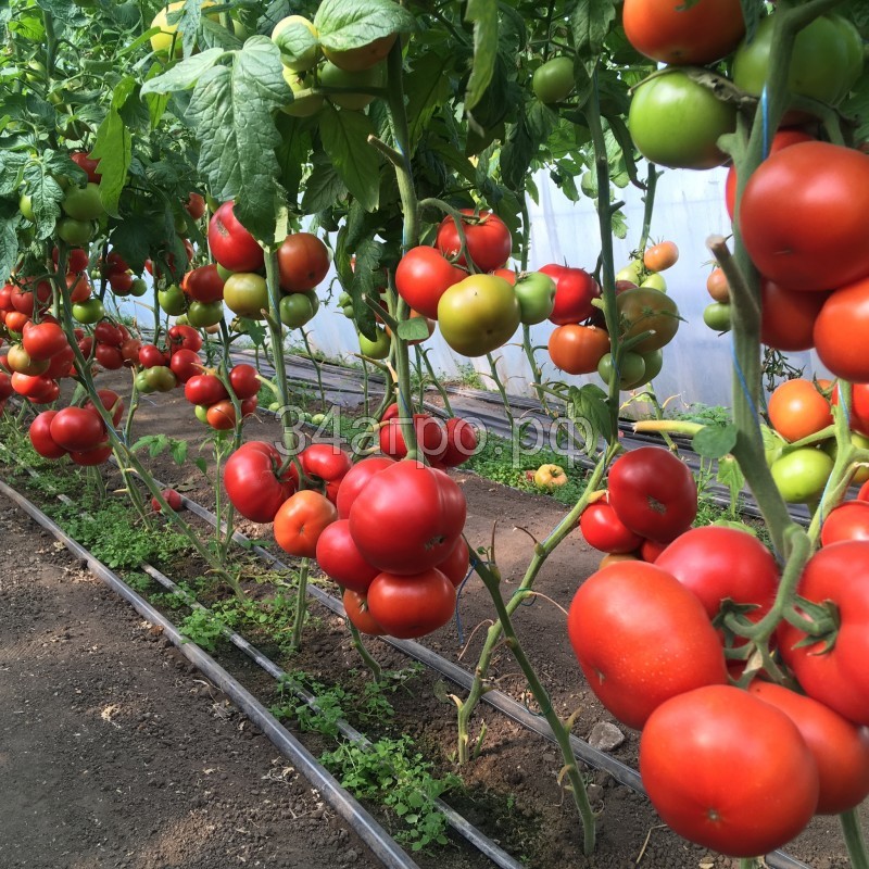 Томат Рестлер F1 50 семян