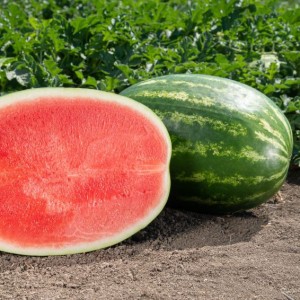 Арбуз Сармат F1 1000 семян
