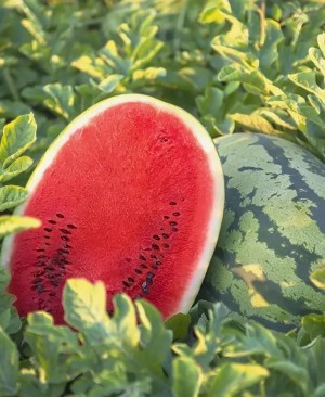 Арбуз ТамТам F1 10 семян