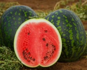 Арбуз Холодок 50 гр.