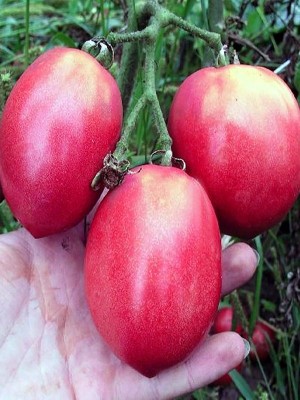 Томат Розовый фламинго 25 гр.