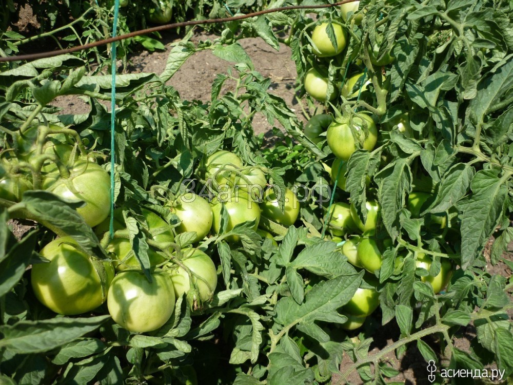 Томат Джина ТСТ 20 гр.