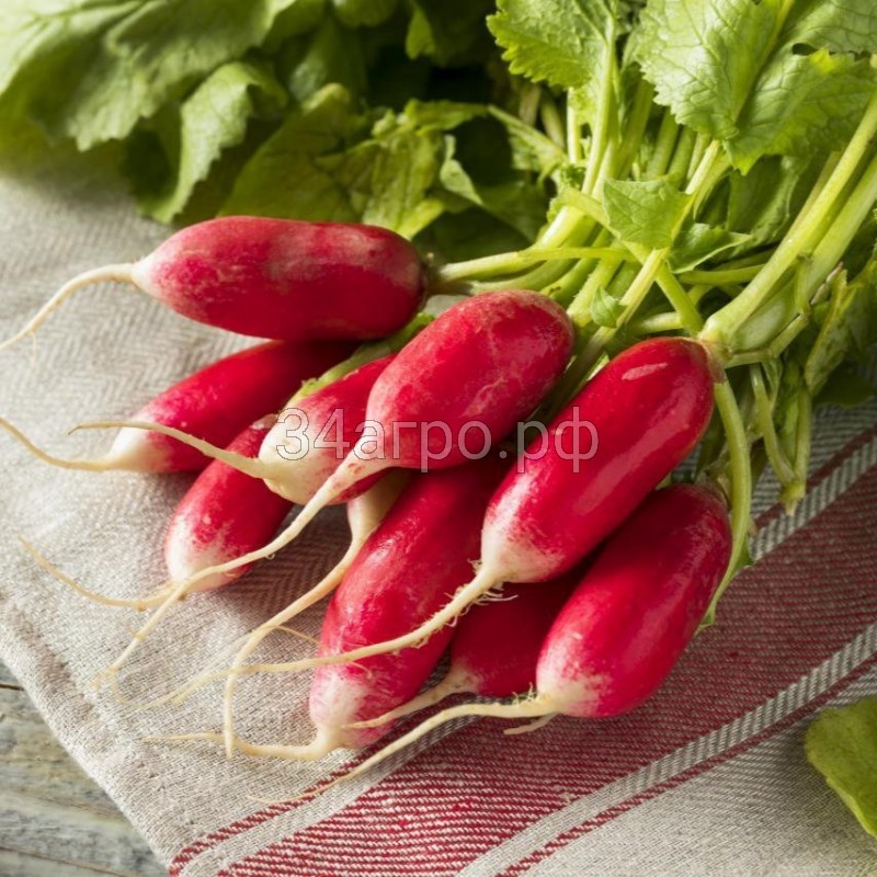 Редис 18 дней 50 гр.