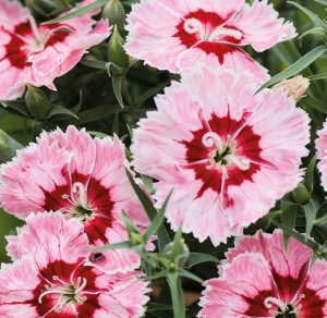 Гвоздика Диана Рэдиант Скарлет 100 семян