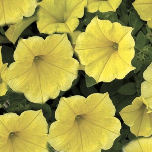 Петуния гибридная Пендолино F1 Голден Еллоу 100 драже
