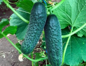 Огурец Ирлэнд F1 25 семян