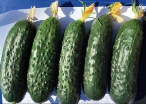 Огурец Ирлэнд F1 25 семян