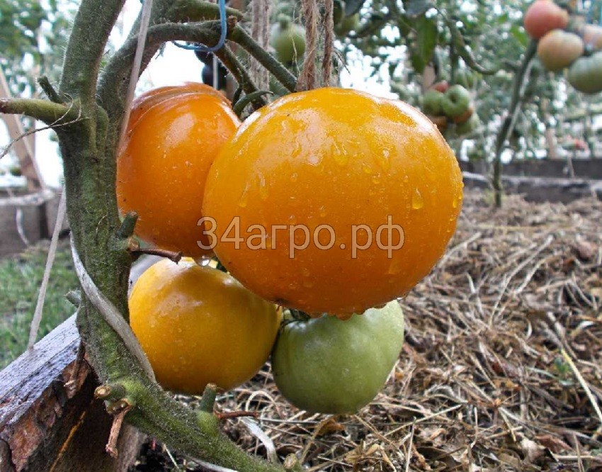 Томат Гигант лимонный 9 гр.