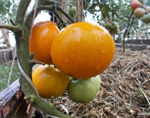 Томат Гигант лимонный 9 гр.